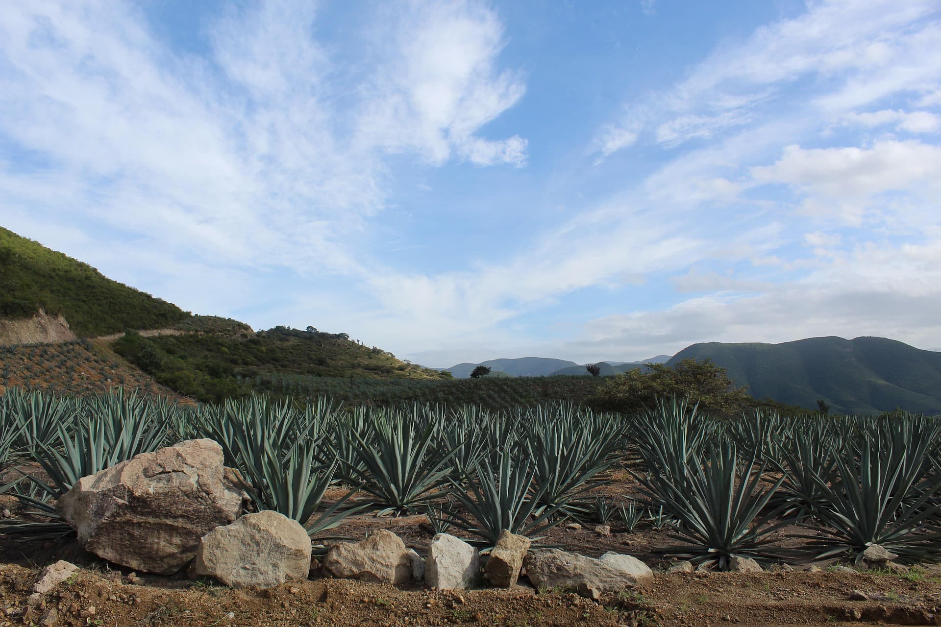 Agave fields in Oaxaca at sunset